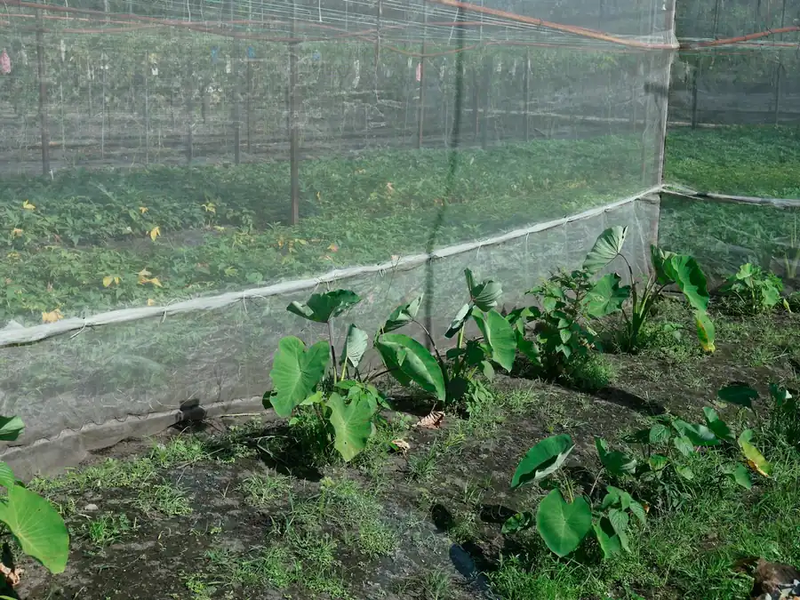 Shade netting stretched over young plants